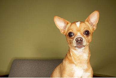 《制服女友まよいごエンゲージ》新情报 黑丝妹可爱